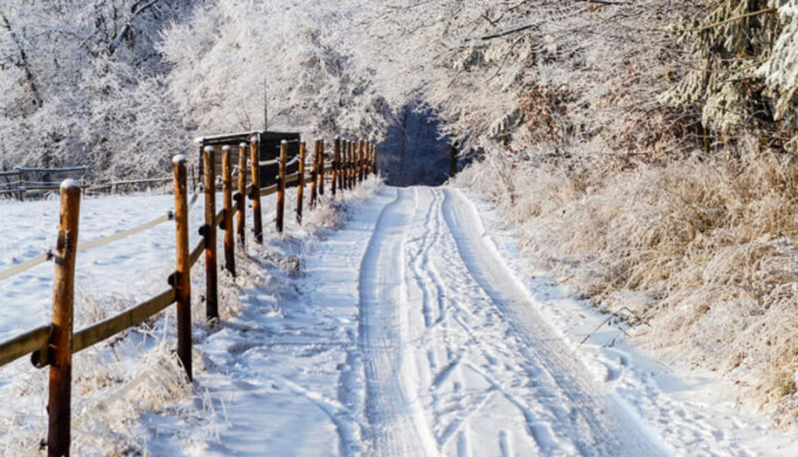 beautiful-scenery-winter-landscape-with-wooden-fence-thick-trees (1)