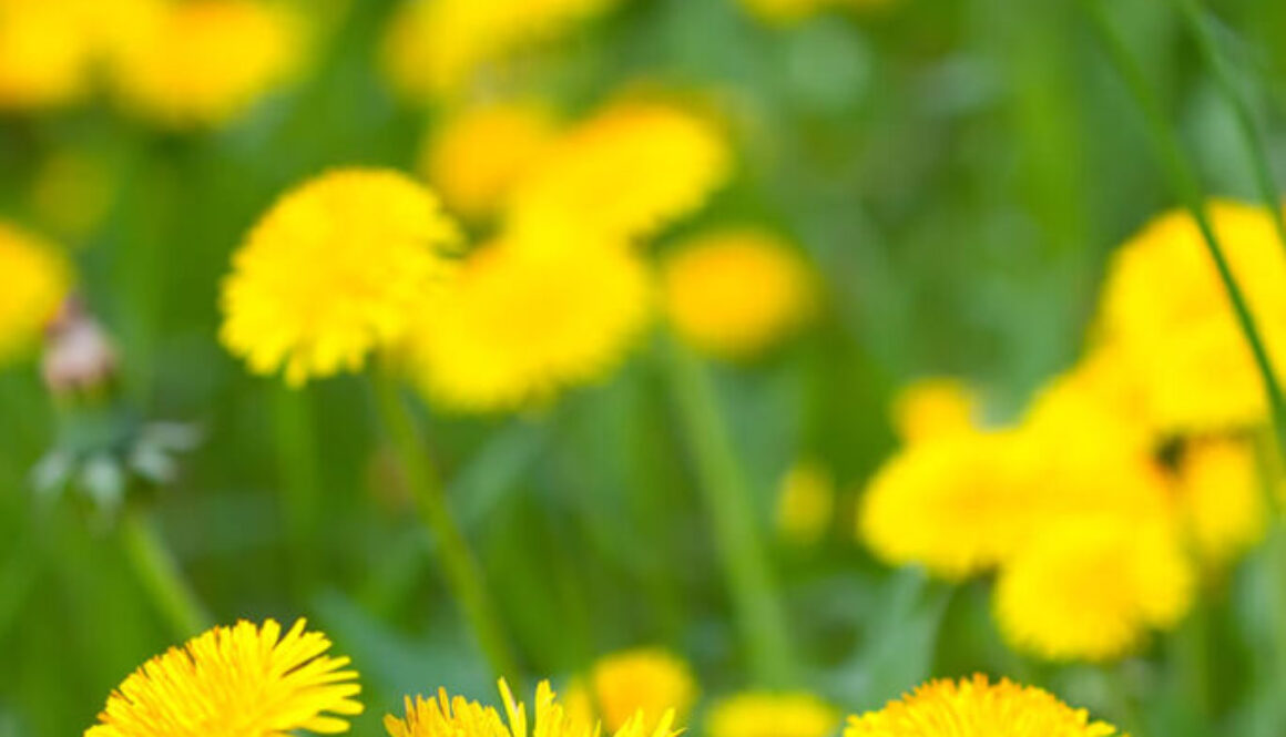 meadow-with-yellow-dandelions (1)