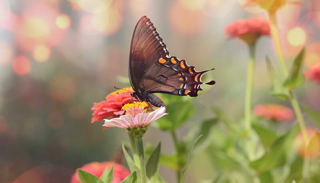 mesmerizing-macro-picture-little-black-satyrium-butterfly-pink-flower (1)
