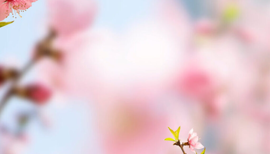 spring-blooming-cherry (1)