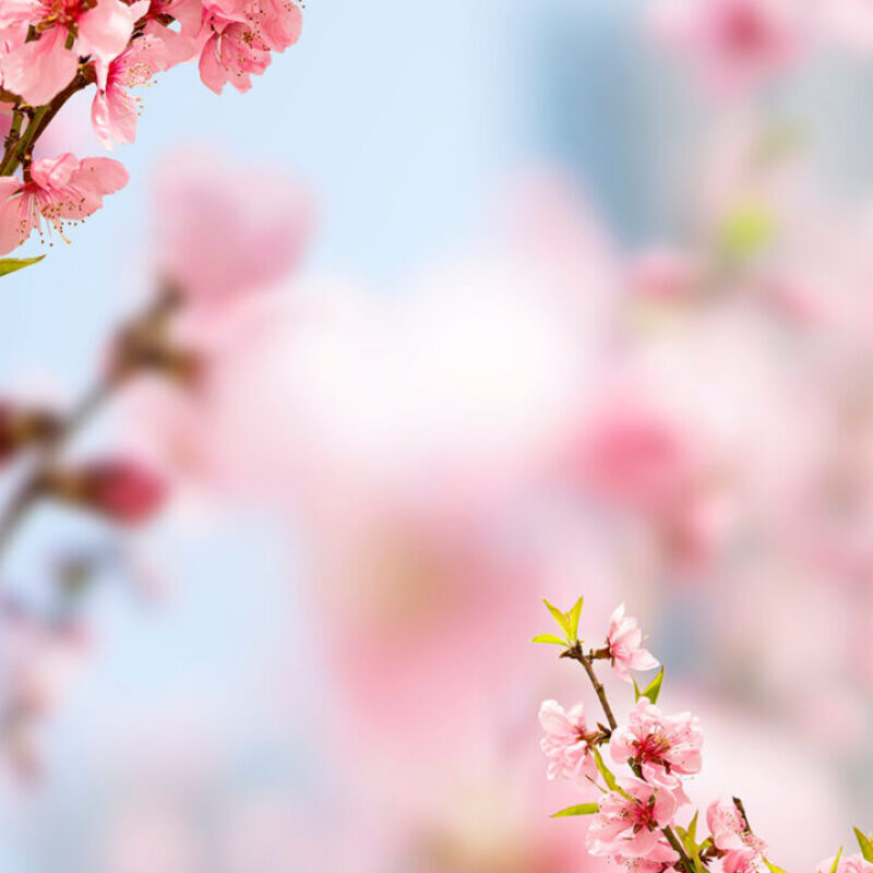 spring-blooming-cherry (1)