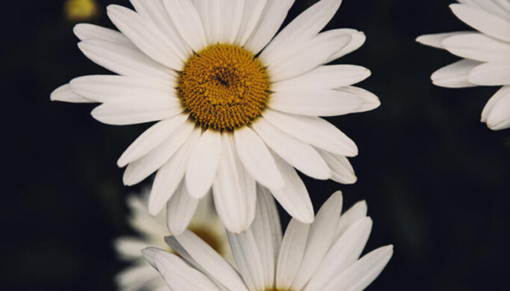 vertical-closeup-beautiful-daisy-flowers (1)
