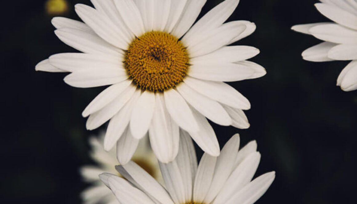 vertical-closeup-beautiful-daisy-flowers (1)