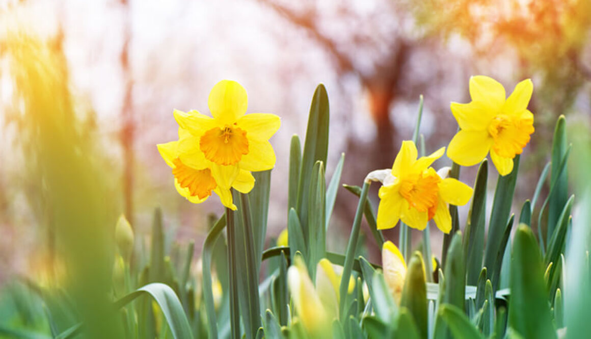 yellow-daffodil-narcissus-blooming-garden (1)