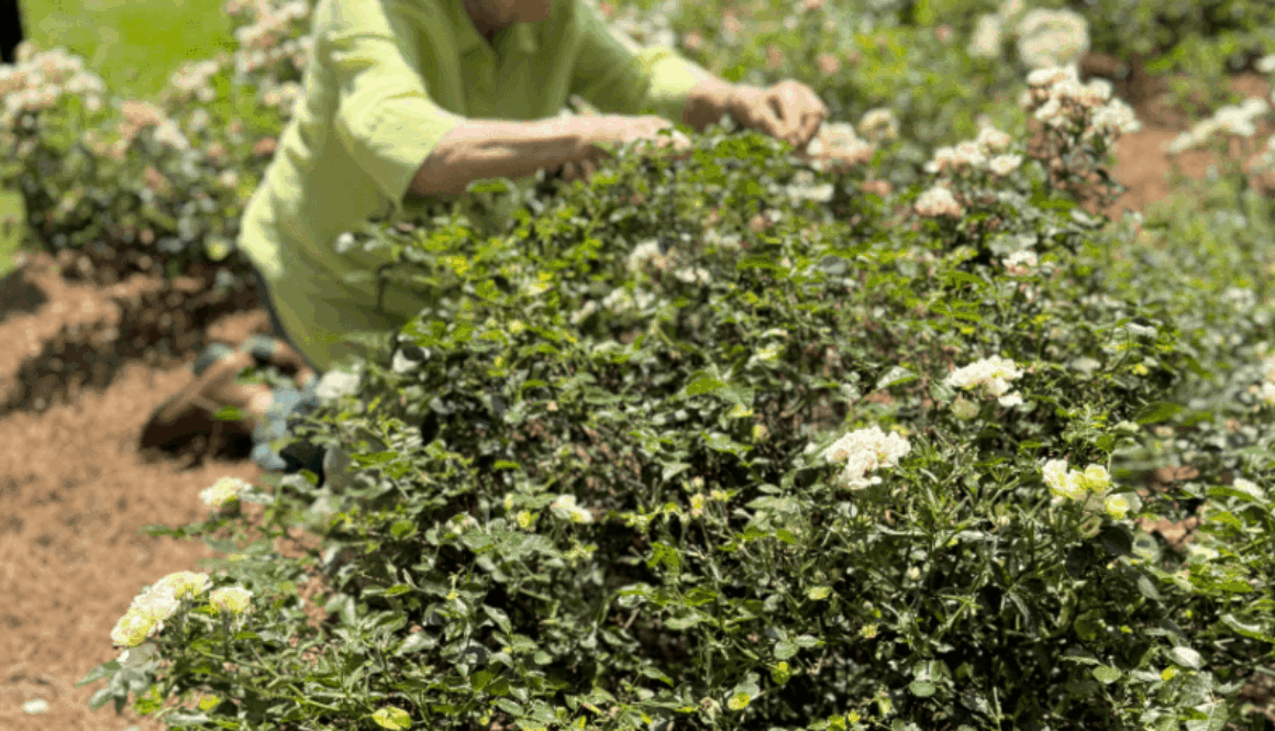 MP Cairo Cover Photo May 2025 (1)